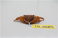 藏品(褶痕厚紋蟹)的圖片